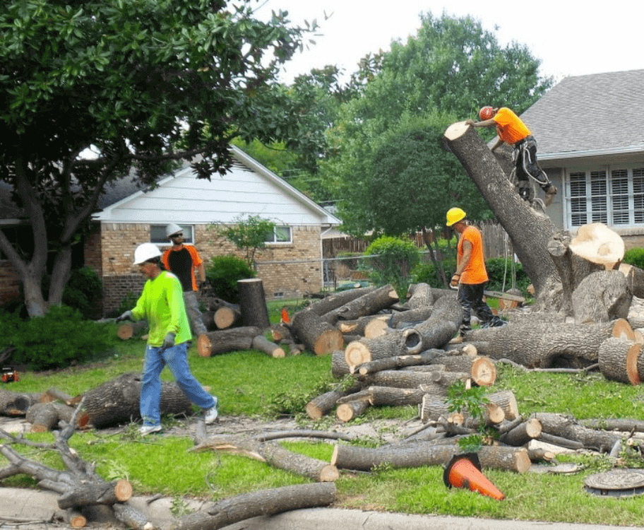 About Us_ Tree Cutting & Removal Service Provider Newtown CT