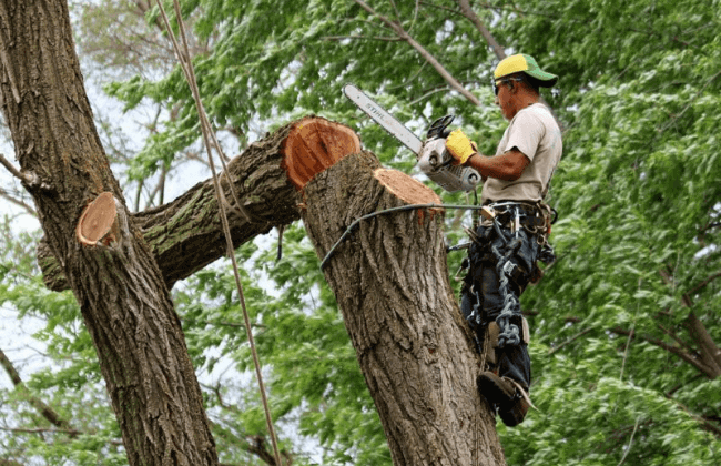 Arborist Cutting Tree
