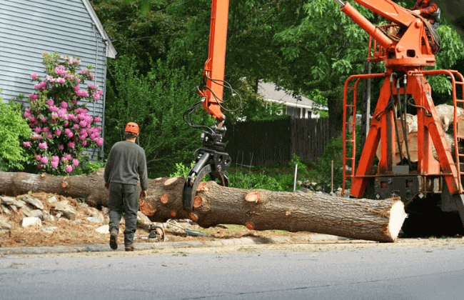 Newtown Storm Damage Tree Removal Service