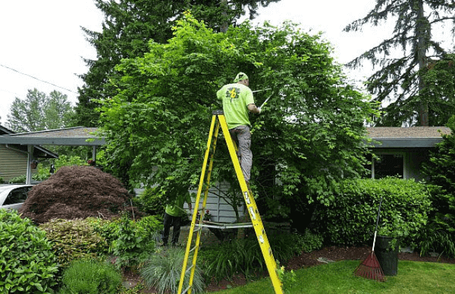 Newtown Tree Cutting & Trimming Service