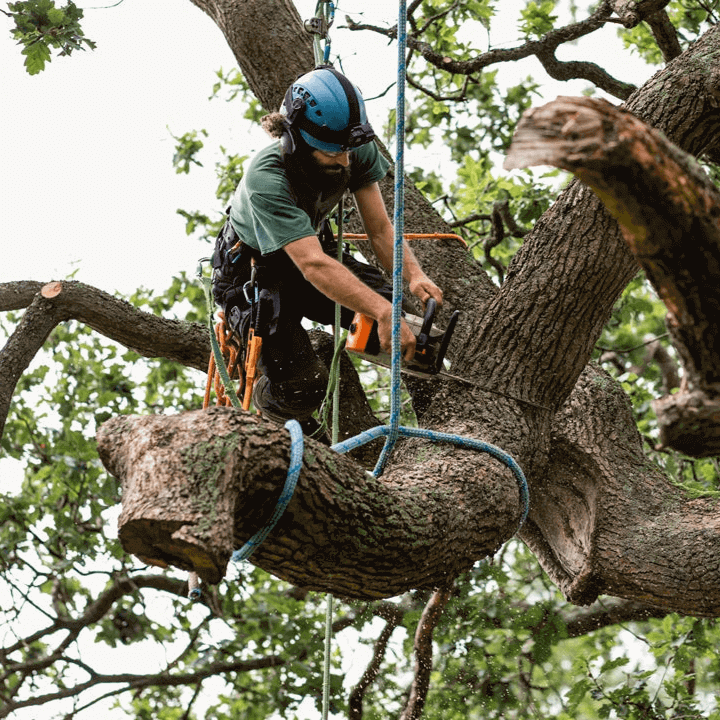 Tree Removal Service Newtown CT