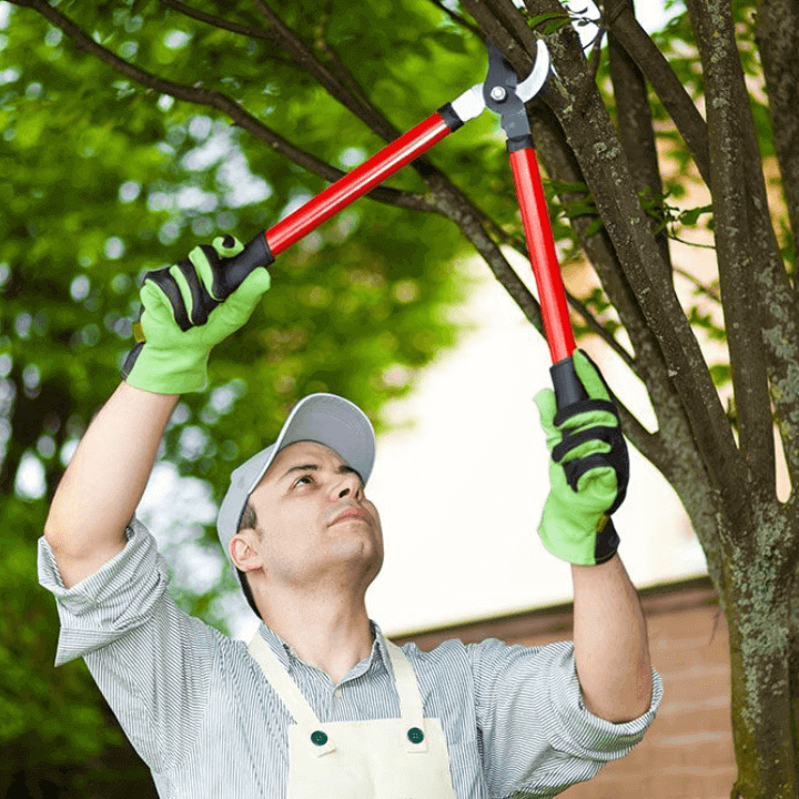 Tree trimming service Newtown CT