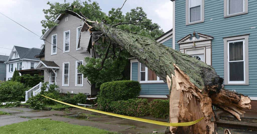 Storm Damage Tree Protection