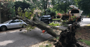 Handle Fallen Trees After Storm
