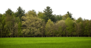 most common trees in Connecticut